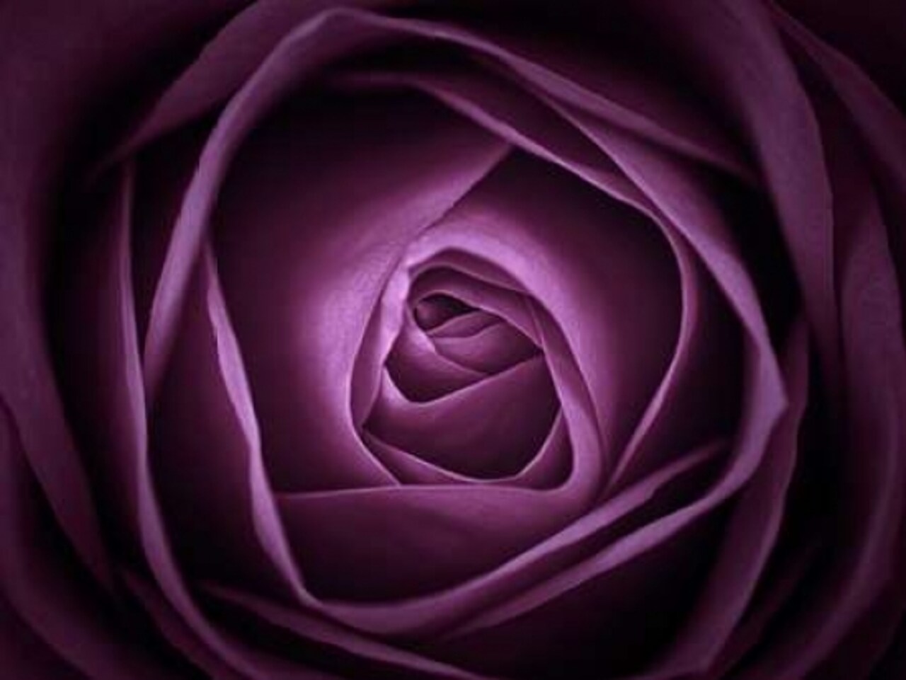Close-up of purple rose, full frame Poster Print by Assaf Frank - Item # VARPDXAF20080623002C01